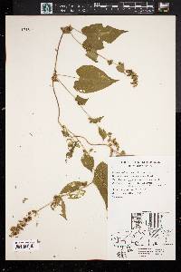 Fallopia cilinodis image