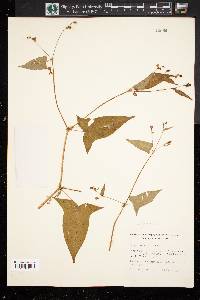 Persicaria arifolia image