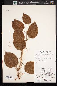 Reynoutria japonica image