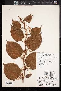 Reynoutria japonica image