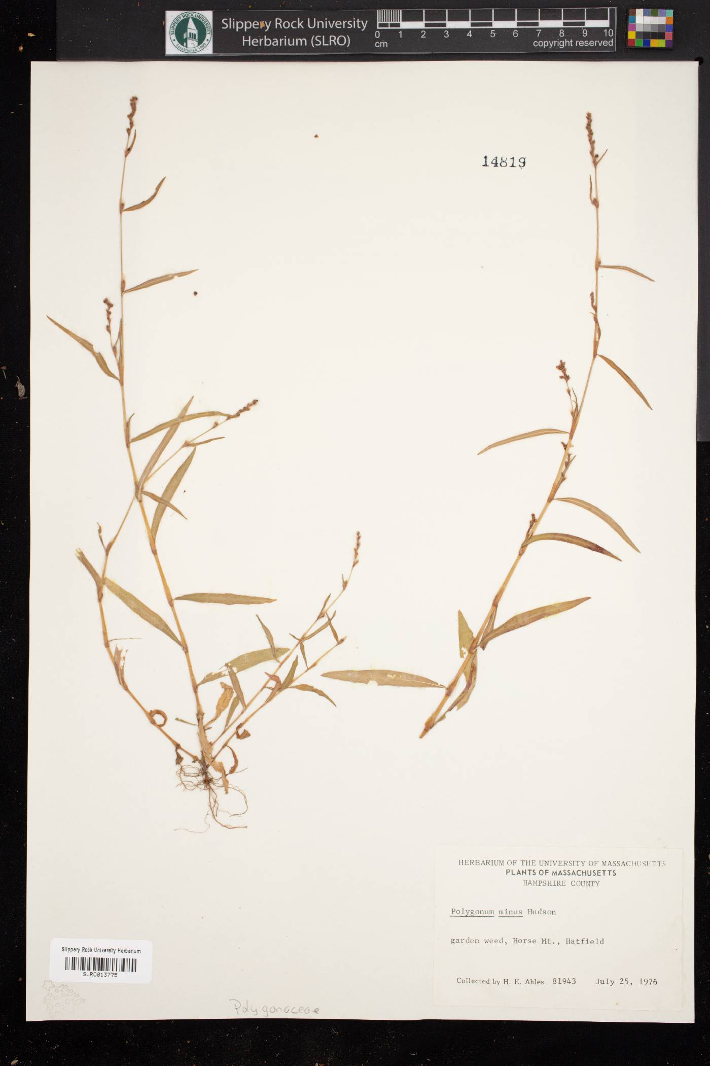 Polygonum persicaria image