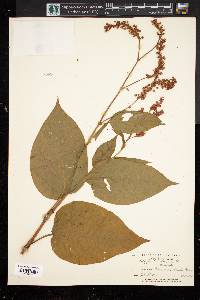 Persicaria orientalis image