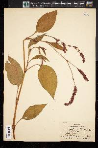 Persicaria orientalis image