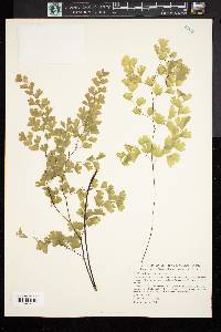 Adiantum capillus-veneris image