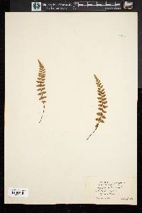 Asplenium bradleyi image