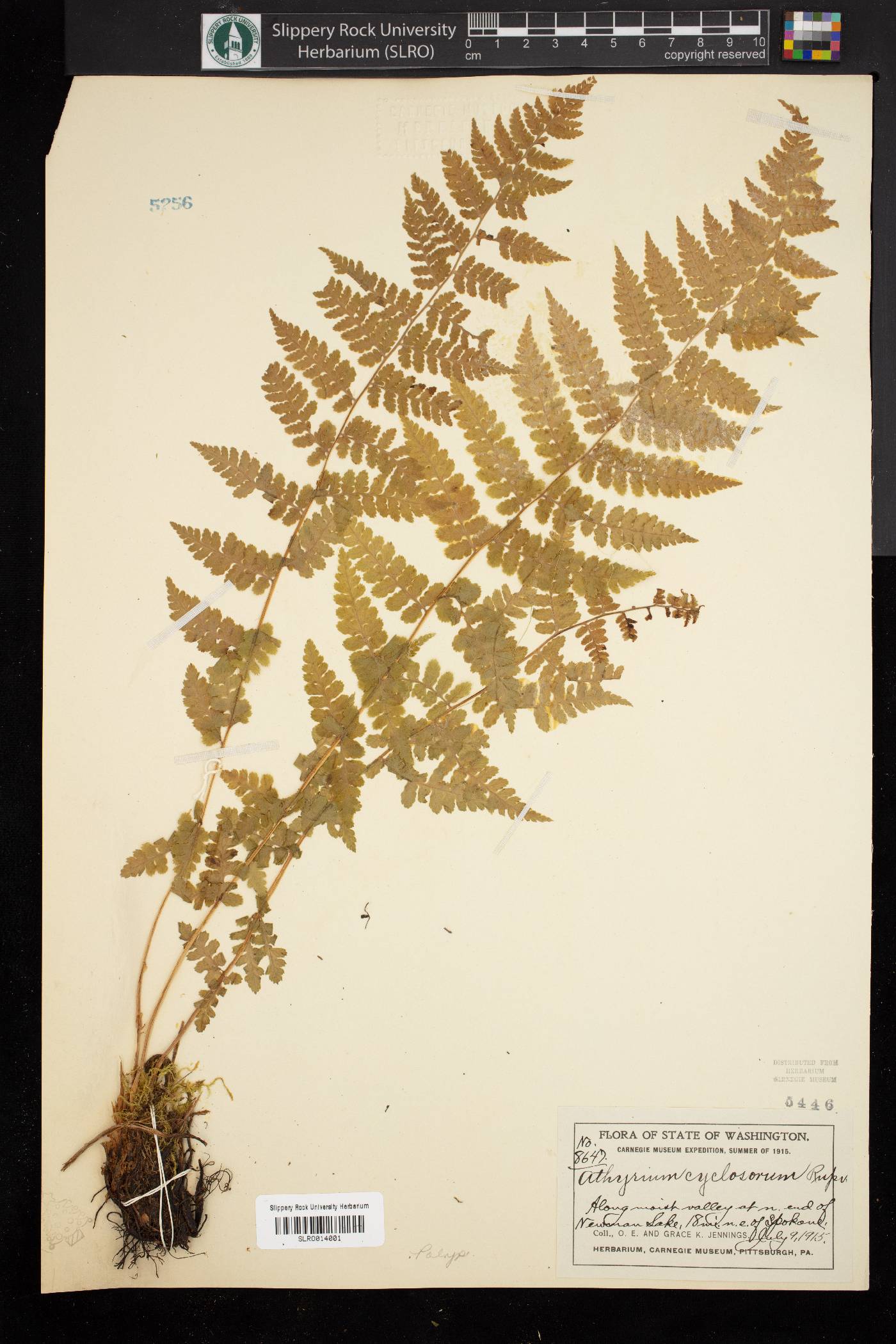 Athyrium cyclosorum image