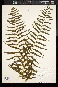 Athyrium pycnocarpon image