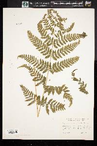 Dryopteris campyloptera image