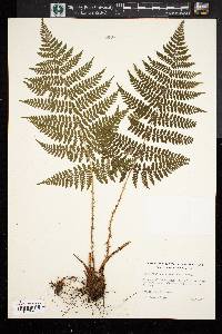 Dryopteris campyloptera image