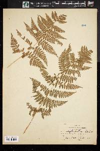 Dryopteris campyloptera image