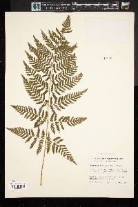 Dryopteris campyloptera image