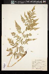 Dryopteris campyloptera image