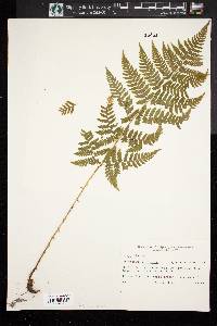 Dryopteris campyloptera image