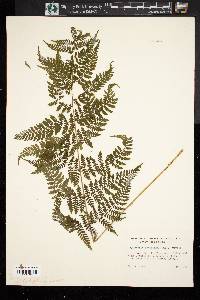 Dryopteris campyloptera image