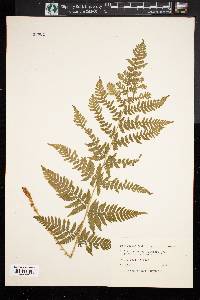 Dryopteris campyloptera image