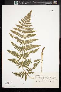 Dryopteris campyloptera image