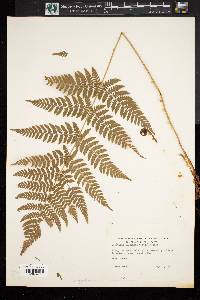 Dryopteris campyloptera image