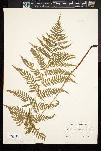 Dryopteris campyloptera image