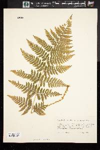 Dryopteris campyloptera image