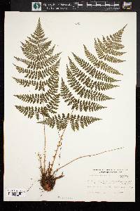 Dryopteris campyloptera image