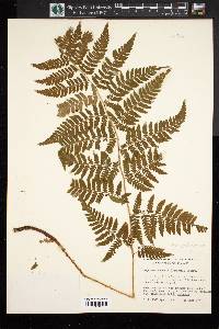 Dryopteris × boottii image