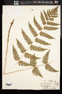 Dryopteris clintoniana image