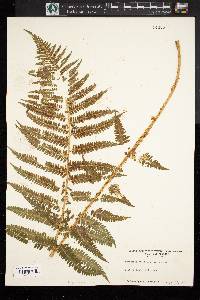 Dryopteris filix-mas image