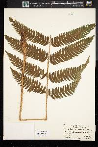 Dryopteris goldieana image