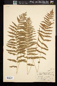 Dryopteris thelypteris image