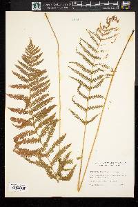 Dryopteris thelypteris image