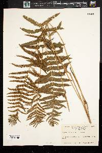 Dryopteris thelypteris image