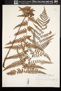 Dryopteris ludoviciana image