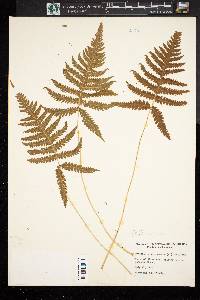 Dryopteris phegopteris image