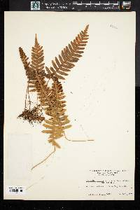 Polypodium vulgare image