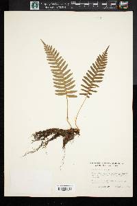 Polypodium vulgare image