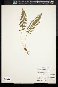 Polypodium vulgare image