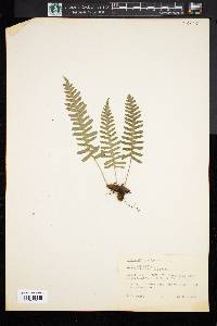 Polypodium vulgare image