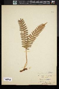 Polypodium vulgare image