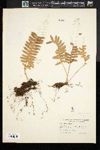 Polypodium vulgare image