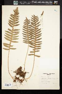 Polypodium vulgare image