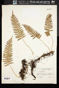 Polypodium vulgare image