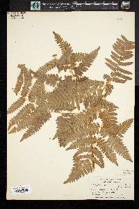 Pteridium aquilinum var. latiusculum image