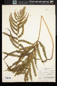 Thelypteris kunthii image