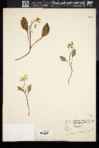 Claytonia caroliniana image