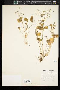 Montia cordifolia image