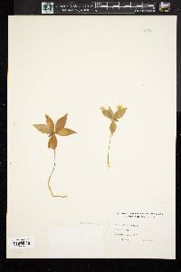 Trientalis borealis image