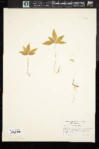 Trientalis borealis image