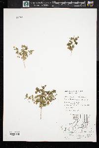 Lysimachia arvensis image