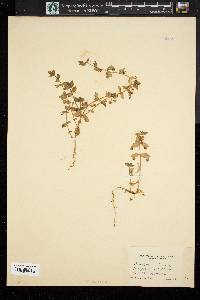 Lysimachia arvensis image