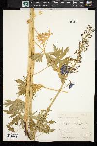 Aconitum columbianum image